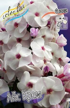 Купить оптом в Ботанике Флокс Айс Крем 2 шт