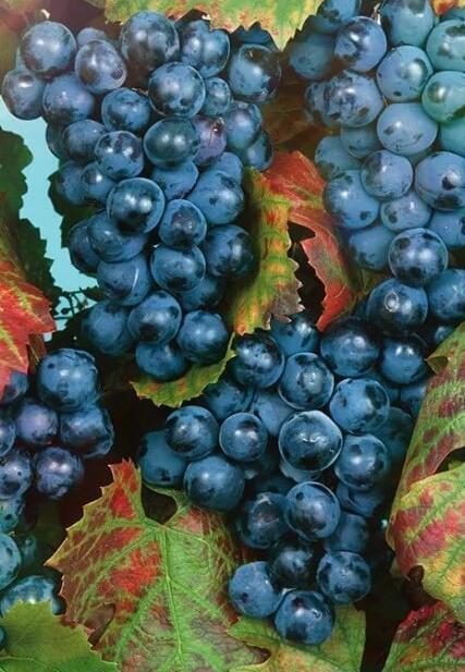 Купить оптом в Ботанике Виноград Прима Саженцы ОКС 1год