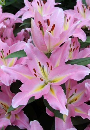 Купить оптом в Ботанике Лилия Грейслэнд 5 шт 