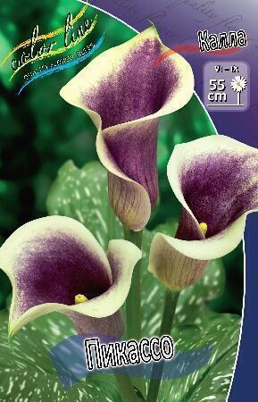 Купить оптом в Ботанике Калла Пикассо 2 шт