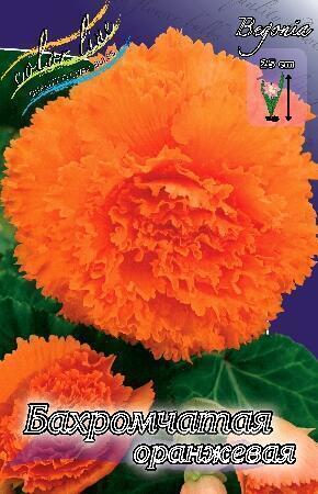 Купить оптом в Ботанике Бегония Бахромчатая оранжевая 5/6 50 шт