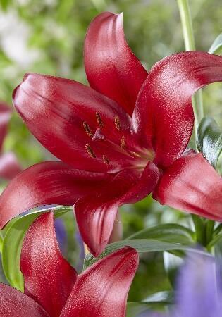 Купить оптом в Ботанике Лилия Мускат 5 шт