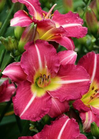 Купить оптом в Ботанике Лилейник Матрешка 1 шт