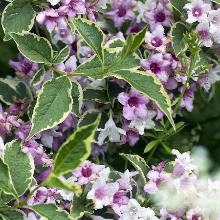 Купить оптом в Ботанике Вейгела Нана Вариегата