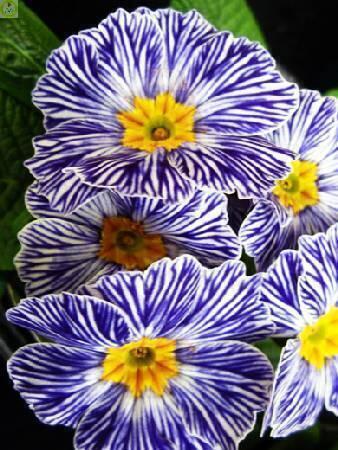 Купить оптом в Ботанике Примула Блю Зебра 25 шт