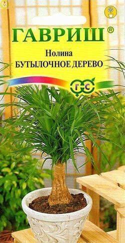 Купить оптом в Ботанике семена Нолина Бутылочное дерево Гав бренд Гавриш