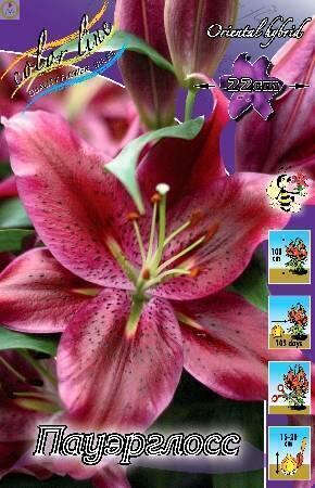 Купить оптом в Ботанике Лилия Пауэрглосс 3 шт 