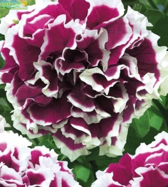 Купить оптом в Ботанике семена Петуния Дуэт пурпурная Аэл бренд Аэлита