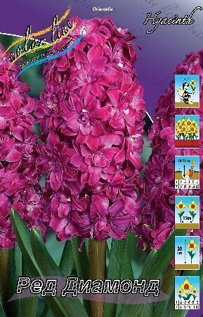 Купить оптом в Ботанике Гиацинт Ред Диамонд 5 шт