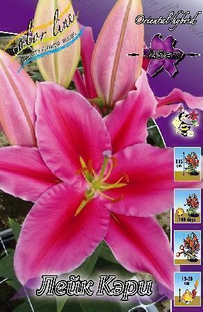 Купить оптом в Ботанике Лилия Лейк Кэри 7 шт