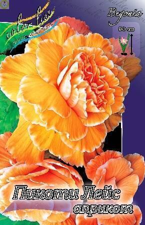 Купить оптом в Ботанике Бегония Пикоти Лейс Априкот 2 шт 