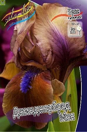 Купить оптом в Ботанике Ирис Джинджербред Мэн 2 шт