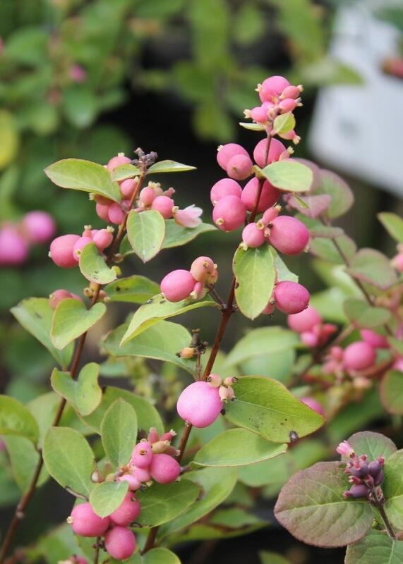 Купить оптом в Ботанике Снежноягодник Мэджик Берри