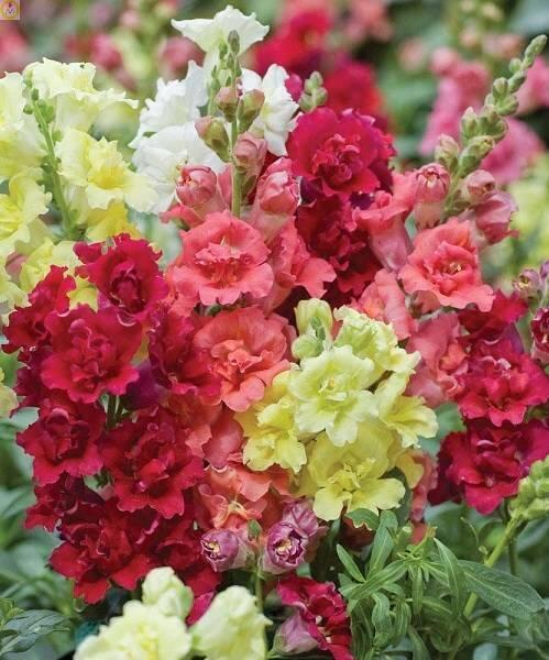 Купить оптом в Ботанике семена Львиный зев Мадам Баттерфляй ЗС бренд Золотая сотка