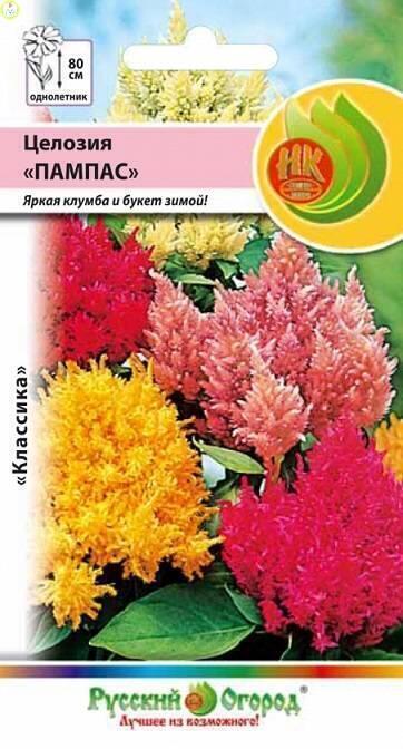 Купить оптом в Ботанике семена Целозия Пампас НК бренд НК