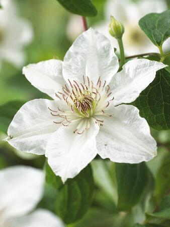 Купить оптом в Ботанике Клематис Дестини 2 шт