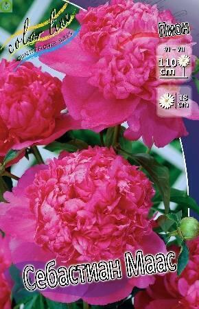 Купить оптом в Ботанике Пион Себастиан Маас 25 шт