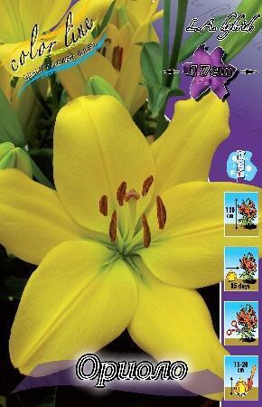 Купить оптом в Ботанике Лилия Ориоло 7 шт