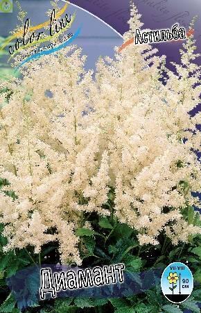 Купить оптом в Ботанике Астильба Диамант 25 шт 