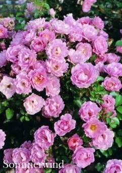 Купить оптом в Ботанике Роза Зоммервинд 1 шт почвопокровная