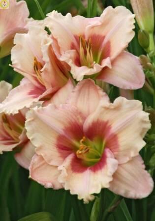 Купить оптом в Ботанике Лилейник Розанна 1 шт 