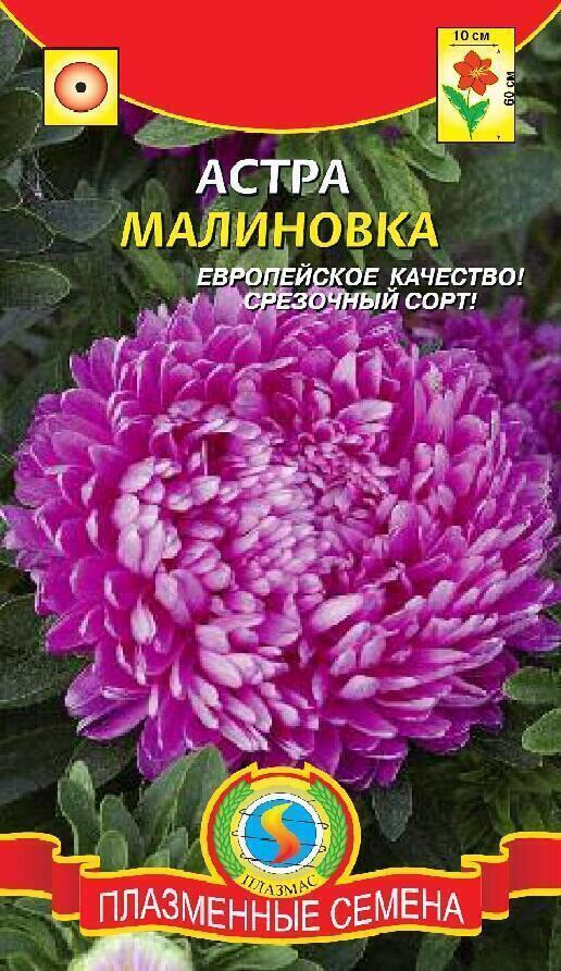Купить оптом в Ботанике семена Астра Малиновка Плз бренд Плазмас