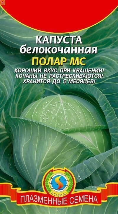 Купить оптом в Ботанике семена Капуста белокочанная Полар Плз бренд Плазмас