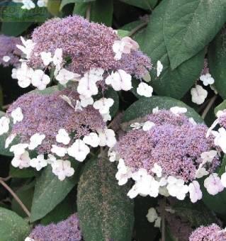 Купить оптом в Ботанике Гортензия шершавая Саржента