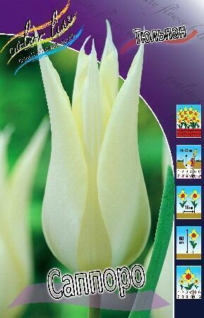 Купить оптом в Ботанике Тюльпан Саппоро 10 шт