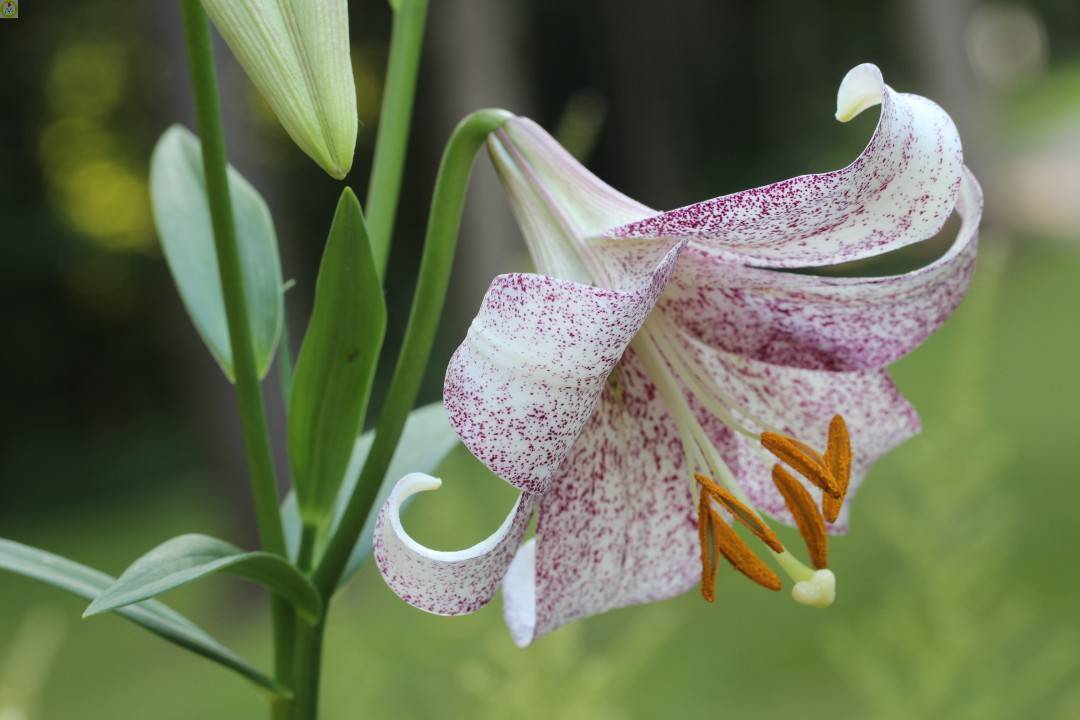 Купить оптом в Ботанике Лилия Ланкон 5 шт