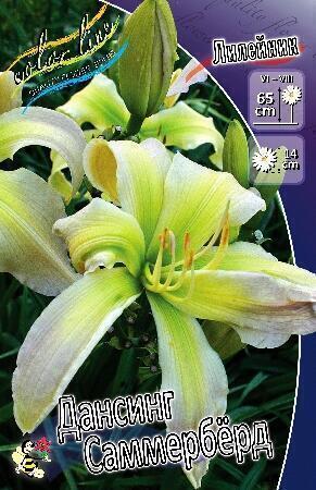Купить оптом в Ботанике Лилейник Дансинг Саммербёрд  1 шт