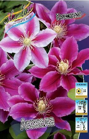 Купить оптом в Ботанике Клематис Анжела 2 шт