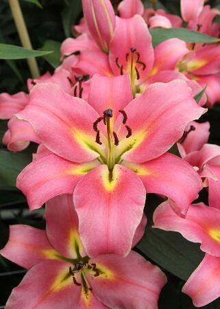 Купить оптом в Ботанике Лилия Авентино 7 шт