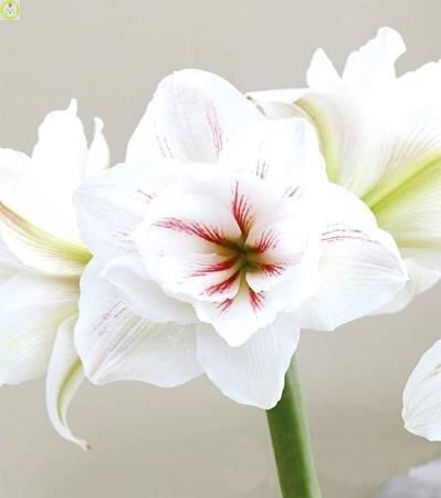 Купить оптом в Ботанике Амариллис Акуаро 1 шт