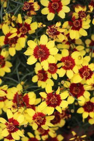 Купить оптом в Ботанике Кореопсис Файрфлай 1 шт