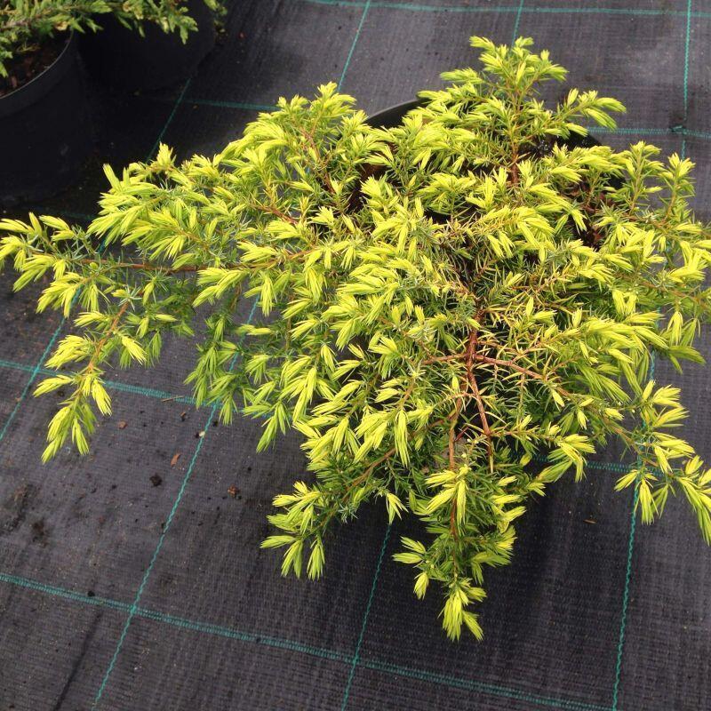 Купить оптом в Ботанике Можжевельник обыкновенный Депресса Ауреа P9