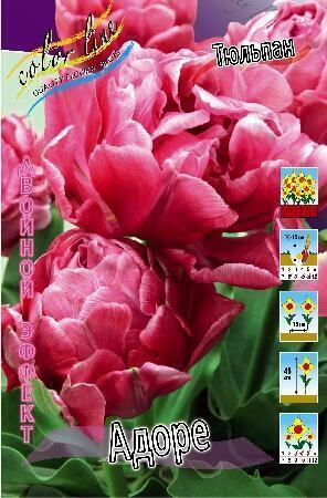 Купить оптом в Ботанике Тюльпан Адоре 10 шт