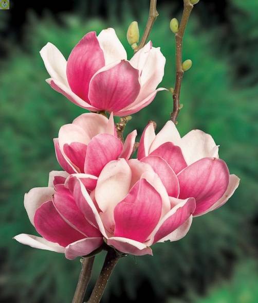 Купить оптом в Ботанике Магнолия Сатисфакшн