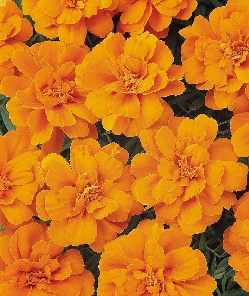 Купить оптом в Ботанике семена Бархатцы Дюранго танжерин ЗС бренд Золотая сотка