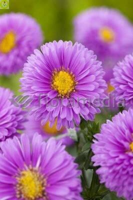 Купить оптом в Ботанике Астра Патрисия Баллард 50 шт