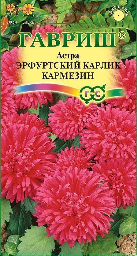 Купить оптом в Ботанике семена Астра Эрфуртский карлик кармезин Гав бренд Гавриш