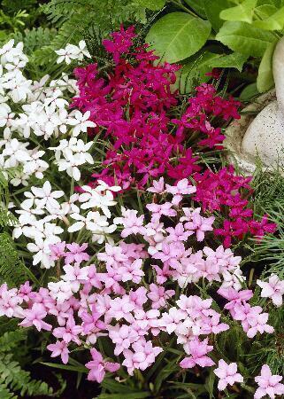 Купить оптом в Ботанике Родогипоксис смесь 15 шт