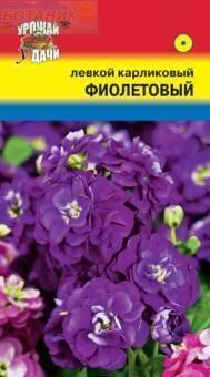 Купить оптом в Ботанике семена Левкой Фиолетовый карликовый* УУ бренд Урожай Удачи