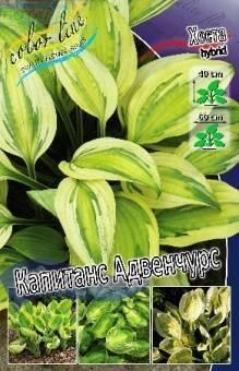 Купить оптом в Ботанике Хоста Кaпитанс Адвенчурс 1 шт