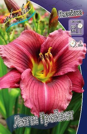 Купить оптом в Ботанике Лилейник Литтл Грейпет 2 шт