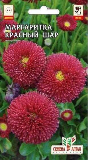 Купить оптом в Ботанике семена Маргаритка Красный шар СА бренд Семена Алтая