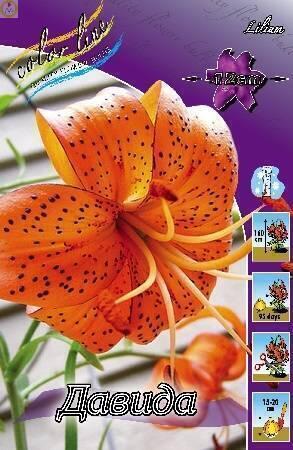 Купить оптом в Ботанике Лилия Давида 25 шт