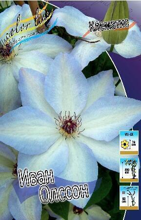 Купить оптом в Ботанике Клематис Иван Олссон 2 шт