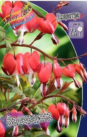 Купить оптом в Ботанике Дицентра Валентина 25 шт