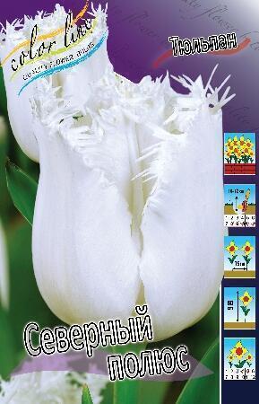 Купить оптом в Ботанике Тюльпан Северный Полюс 7 шт